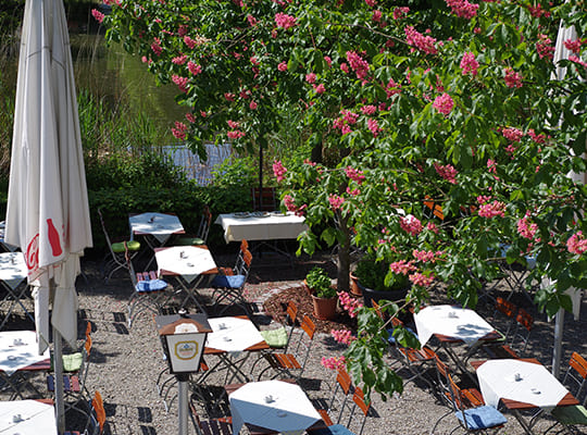 Schöner Biergarten mit vielen Sitzmöglichkeiten und großem, blühendem Baum.